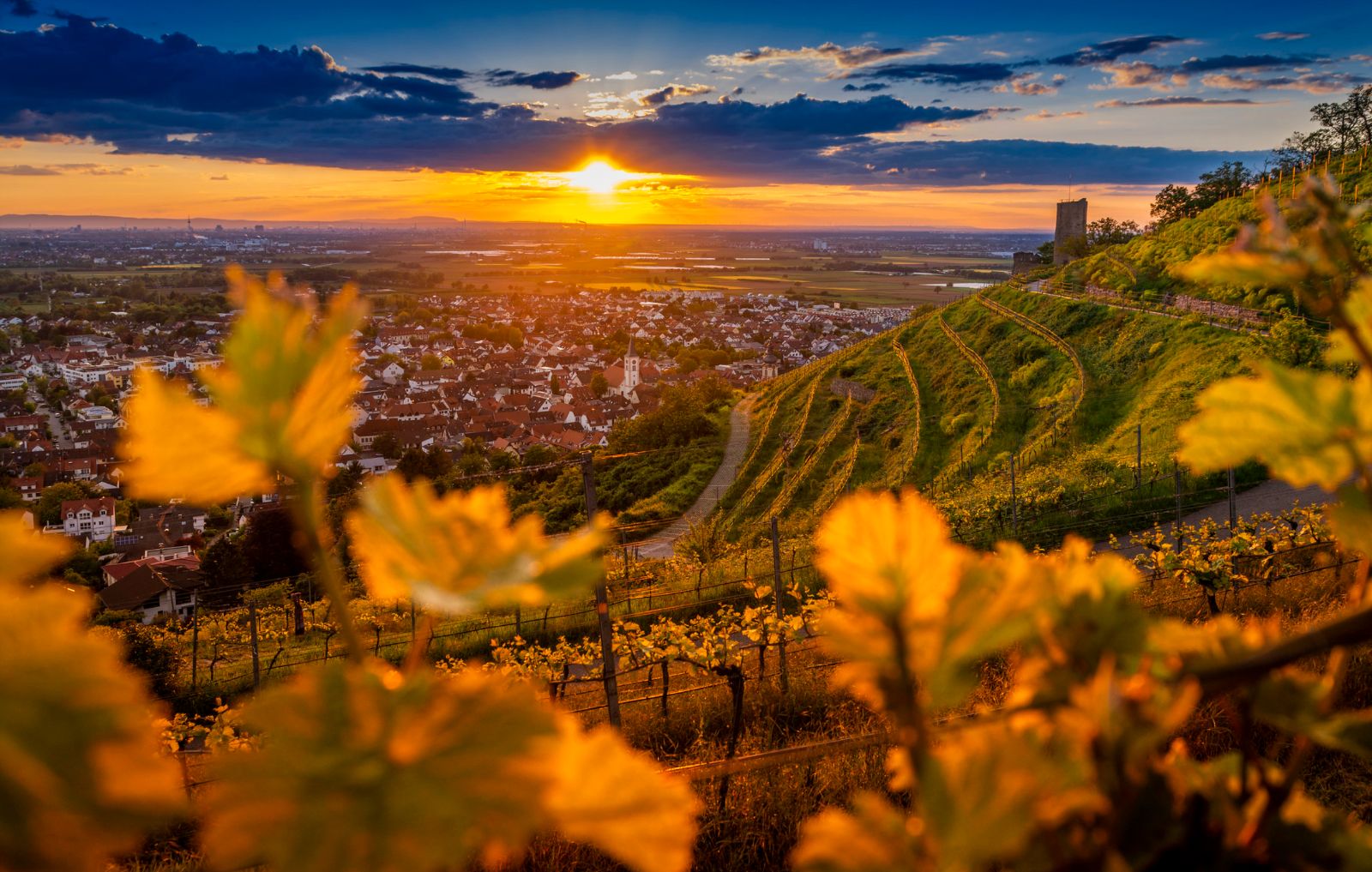 Sonnenuntergang über der Rhein-Neckar-Region mit Weinbergen und Blick über die Stadt